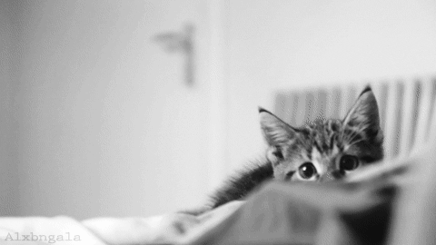 咬人猫黑历史:家猫爱咬主人怎么办？这是为什么？
