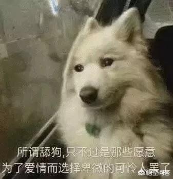 明犬作者照片:为何明明知道对方不爱你，还有人一心一意做“舔狗”？