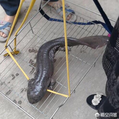 大鲵图片:万佛山娃娃鱼误入虾笼，村民：这么大确属罕见, 你怎么看