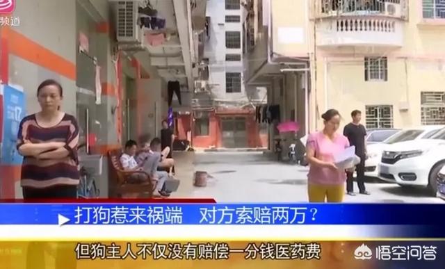 深圳狗狗网怎么了:深圳一狗咬男孩两次，男孩父亲打死狗遭索赔2万, 你怎么看？