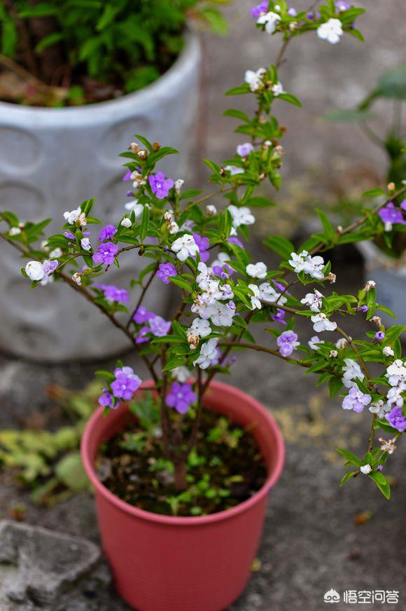双色茉莉的水插方法:如何才能养好双色茉莉花？