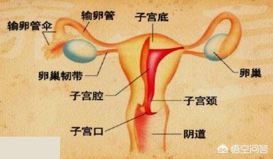 排卵期有哪些症状：女性排卵期有哪些症状