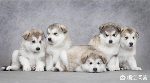 东台市阿拉斯加克利凯犬视频选犬:阿拉斯加狗狗是大点的贵还是小点的贵？应该如何选择？