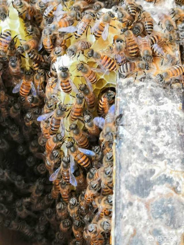 有关蜜蜂的小知识简写，蜜蜂如何知道哪个采蜜的地方最好有哪些关于蜜蜂的小知识