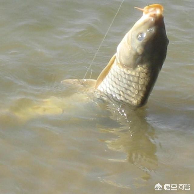 锦鲤品种都有哪些:鲤鱼有多少种类？都有什么营养？