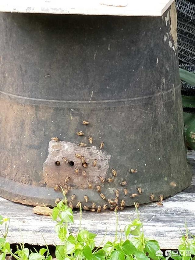 蜜蜂具有什么的能力 ，蜜蜂的活动方式是怎样的？