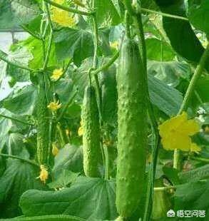 绝育黄瓜会开花吗:室内盆里播种黄瓜多久出芽 黄瓜雌花少是什么原因？怎么补救？