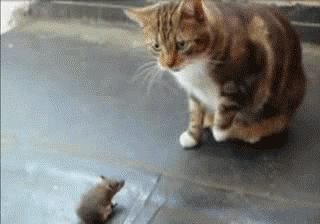 怎样捉猫猫:猫咪不会用猫抓板，怎么教会他？