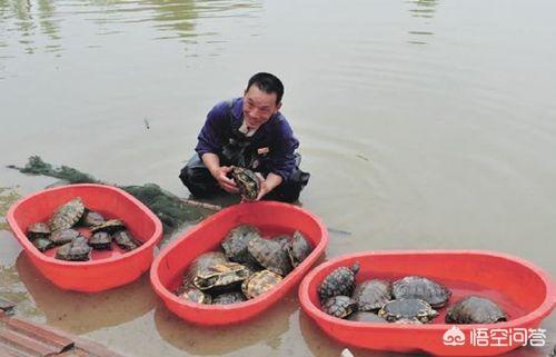 蜗牛和乌龟的饲养方法视频教程:蜗牛喂乌龟的正确方法 在农村家庭如何养殖乌龟？