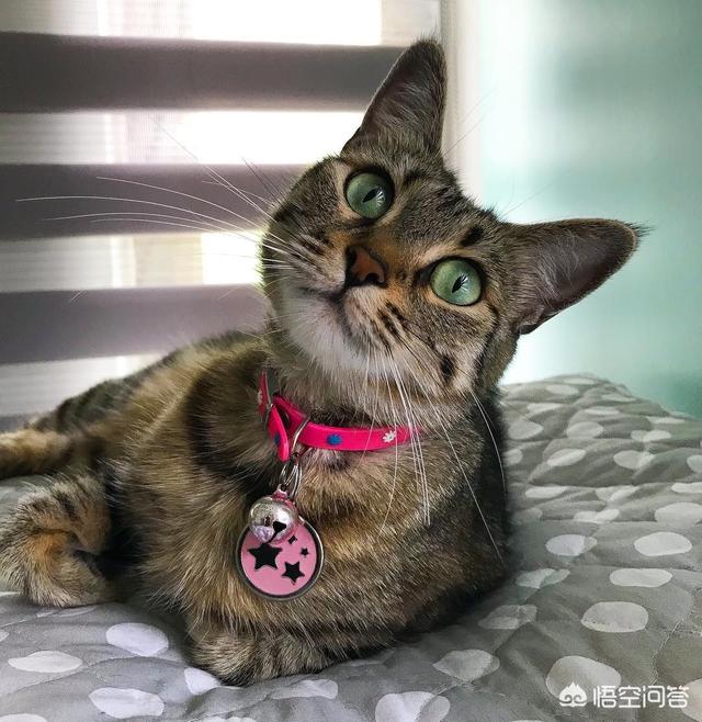 我的伽菲猫跑酷:汤姆猫跑酷游戏介绍作文我想写一篇作文，可我又不知道怎么写？