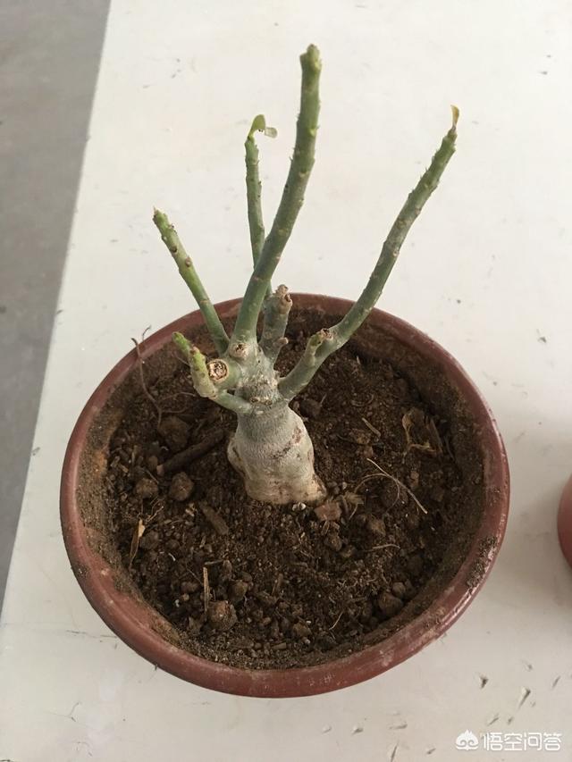 沙漠玫瑰软腐病:盆栽的沙漠玫瑰根部腐烂了，应该怎么处理？