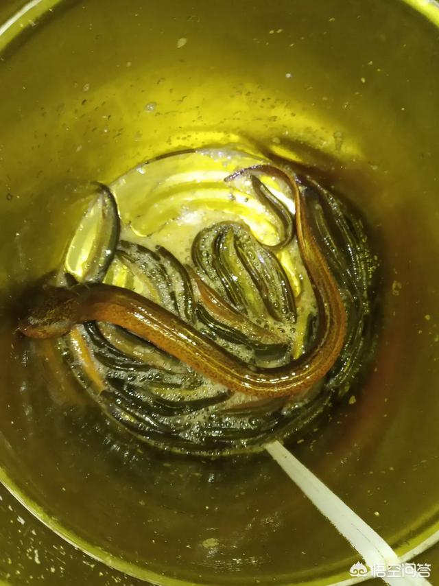 头条问答 - 农村水田里的泥鳅鳝鱼听到人的脚步声马上就不见影儿了