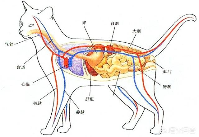 大型狗的生殖器官尺寸:狗科跟猫科的动物互相结合能产仔吗？是否违背生物规律？