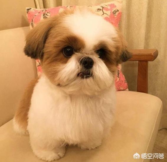 西施犬说明文:西施犬有泪痕算不算病，西施犬泪痕是病吗？