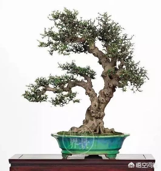 盆景五大流派:做盆栽的话，需要什么样的技术？