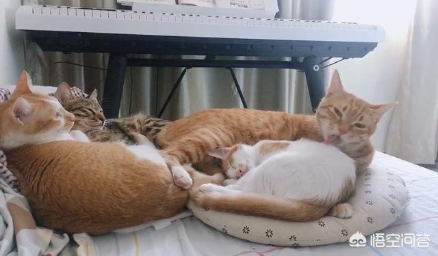 猫瘟:捡了个流浪猫，来家4天了，检测猫瘟弱阳性，是真的猫瘟吗？