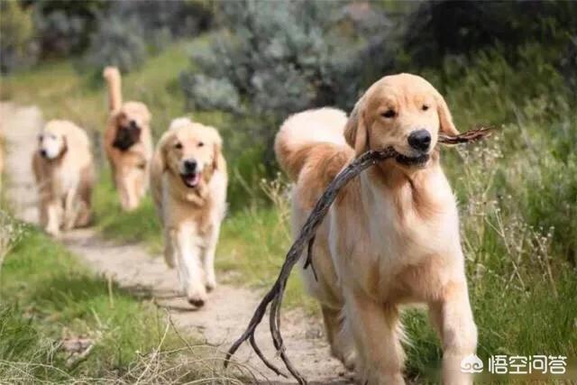 金毛幼犬的狗粮怎么选:金毛吃什么狗粮好，有哪些不太贵的推荐？