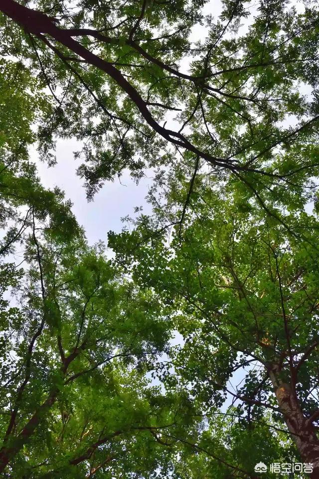 森林鸟鸣声:森林里有哪些动物能发出好听的声音？