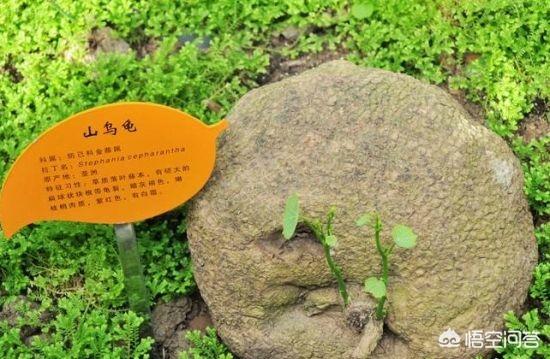 野生夹板龟怎么认:山乌龟上盆后几天浇水？山乌龟的种植方法是什么？