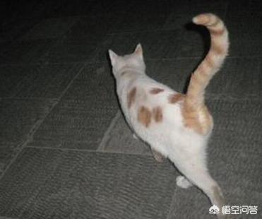 索克的尾巴尖:猫咪尾巴的姿势,各代表什么意思？