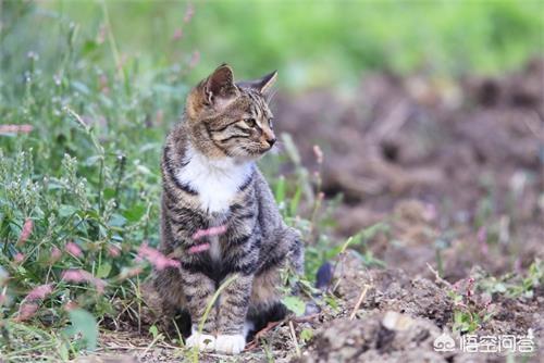 狸花猫宠物知识大全:中国狸花猫有什么优缺点呢？ 狸花猫花色大全