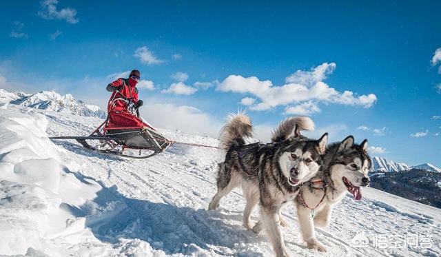 戈登雪达犬:哈士奇那么傻，为什么拉雪橇那么优秀？