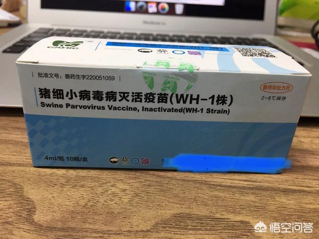 细小病毒症状:妊娠母猪得了细小病毒体温正常吗？