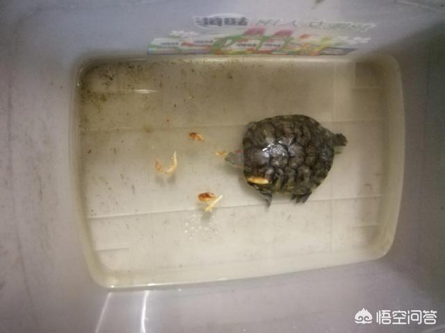 巴西龟得白眼病:如何区别小巴西龟正常眼睑和白眼病？
