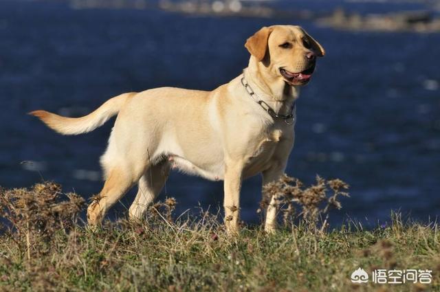 拉布拉多好养吗:拉布拉多犬和萨摩耶哪个比较好养，听话？ 养拉布拉多的注意事项