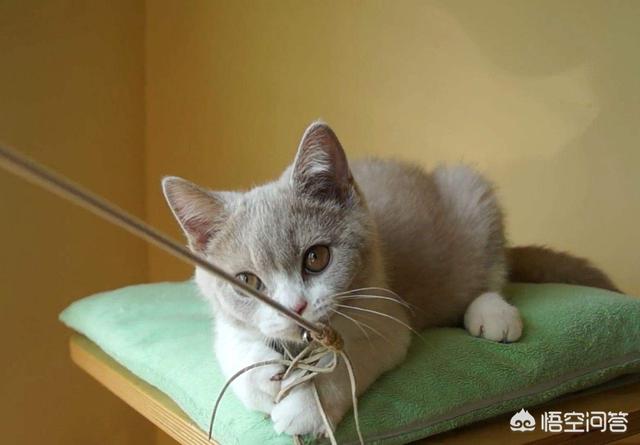 小猫跳出来轻轻咬一下腿就跑:猫咪有时候像发疯一样在屋里上蹿下跳的奔跑，这是怎么一回事呢？ 小猫咬着袜子叫得很凶