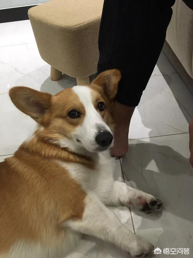 萌狗狗可爱的旳图片:柯基犬，一只宛如精灵般的宠物犬！说说你爱上它的理由？