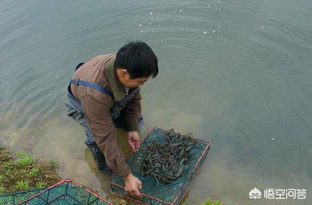 养鳌虾要放多深的水:请问现在这个季节，龙虾池中水位保持在多少合适？谢谢？