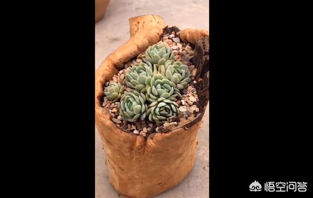 花土里加火山石:轻石与植金石相比，哪个用来养兰花比较好？