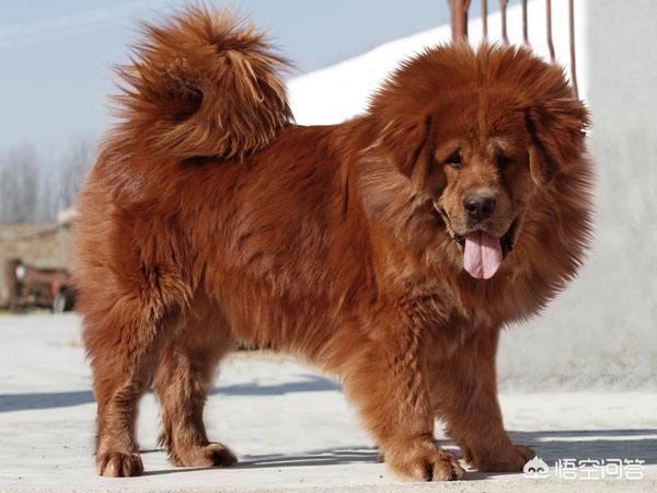 头条问答 大型犬和小型犬哪个更凶 老王观动物的回答 0赞