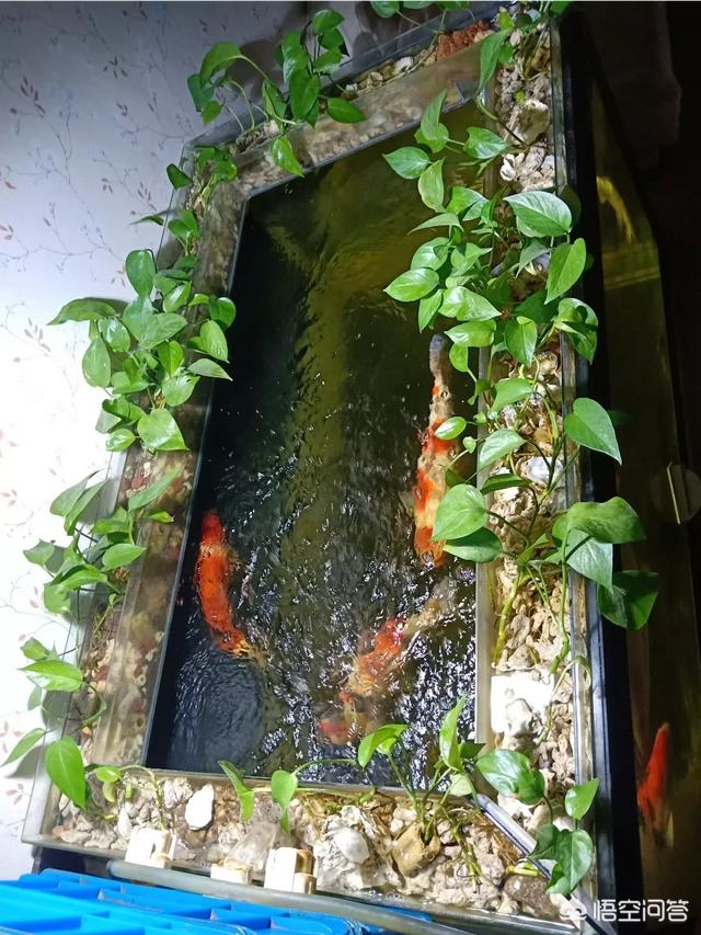 水养绿萝叶子发黄是什么原因:水培的绿萝叶子发黄是怎么回事？