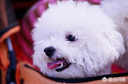 犬钩虫病口腔:比熊上火才得口炎吗，比熊口炎是怎么得的呢？
