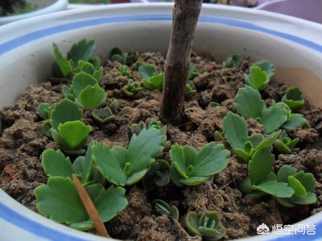 宽叶不死鸟:不死鸟多肉叶子变薄了是什么原因，会死吗？ 宽叶不死鸟