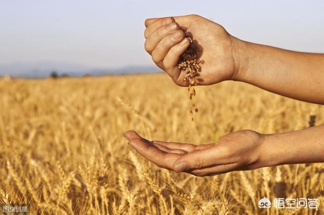 麦客存储，在农村刚收完小麦是存到粮食囤里还是接着卖掉合算