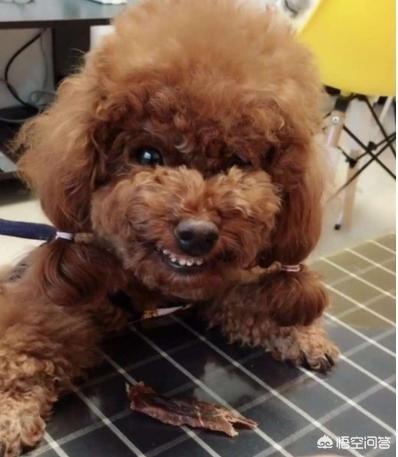 小可爱是什么狗:什么狗狗是比较小气爱吃醋的？