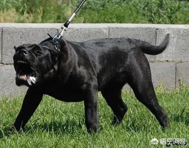 天津松狮犬舍:养宠物，松狮犬选公的好还是母的好？
