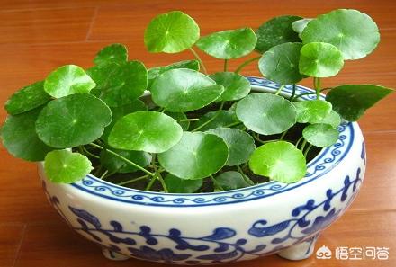 铜钱草的养殖方法和注意事项水培:家里水培铜钱草，但是水里容易滋生蚊虫怎么办？