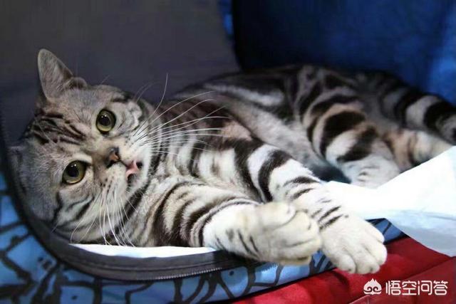 养殖宠物猫犬做宠物用品生意怎么样？前景如何？怎么样能快速占领市场？