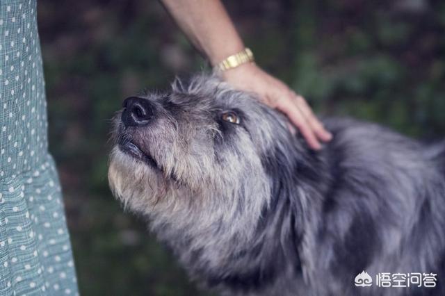 军犬图片:有哪些牧羊犬颜值高、智商高？