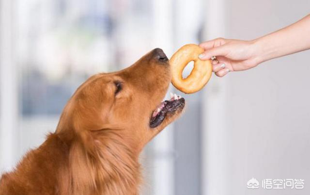 金毛犬性格缺点:金毛这么完美的狗狗也有缺点吗？有哪些缺点呢？