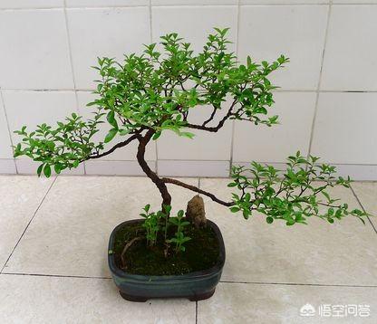 微型小叶女贞老桩盆景:小叶女贞盆景叶尖焦枯是什么原因？