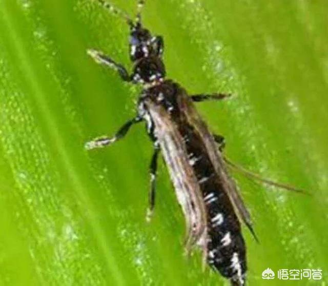 阿维菌素的作用:农业阿维菌素可以喷猪身上吗？