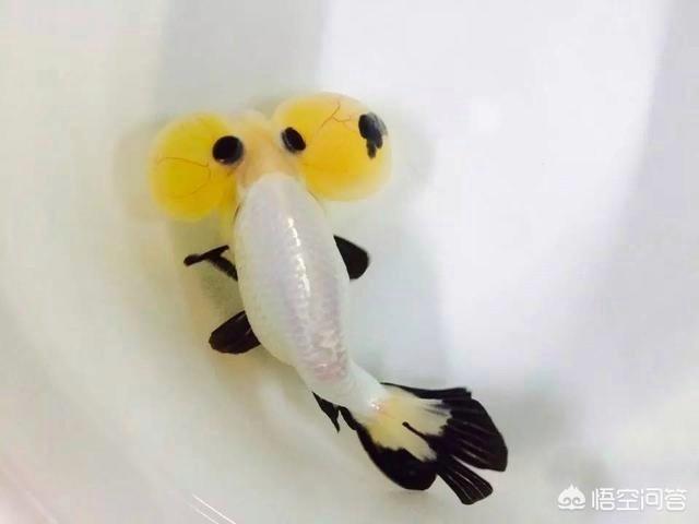 为什么每天早晨金鱼总挤在鱼缸的左上角 头条问答