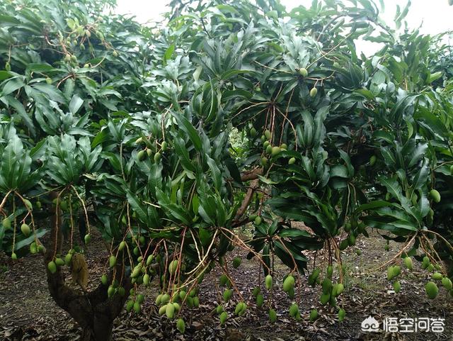 芒果已经大量上市了最近价格贵不贵？