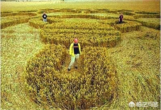 油管灵异事件怎么召唤:麦田怪圈到底是人为恶搞还是地外文明的杰作？