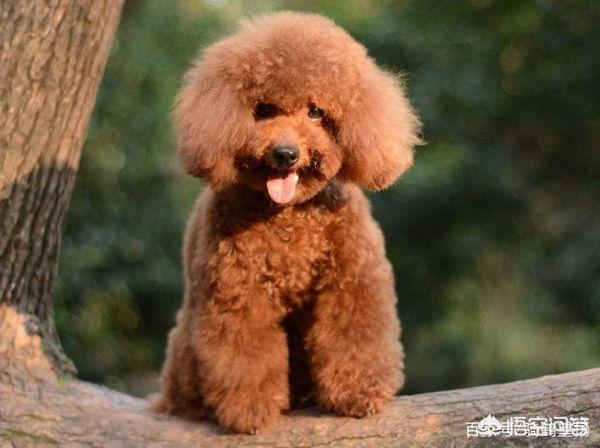 自学的泰迪美容教程:泰迪美容造型教程 如何正确的给泰迪犬剪毛？